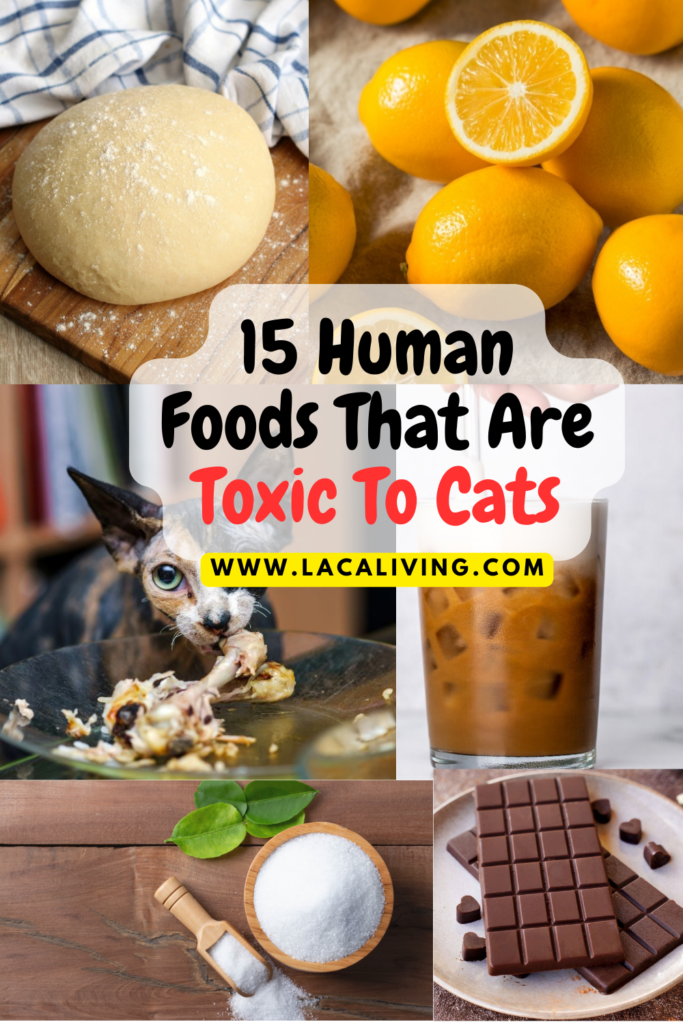 Human foods that are toxic to cats